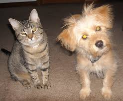 Spay and Neuter Certificates